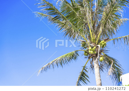 ブセナ海中公園のヤシの木　連なるココナッツの実　沖縄県名護市 110241272