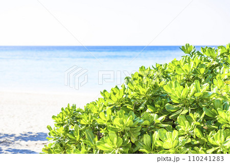 ブセナ海中公園の白い砂浜と青い海　沖縄県名護市 110241283
