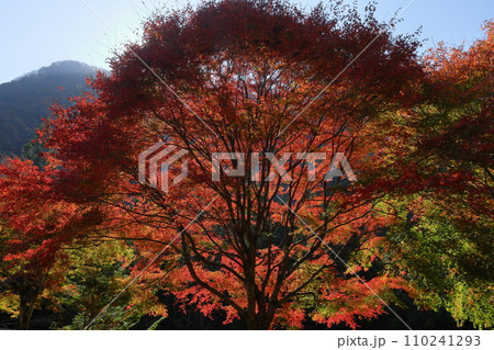 埼玉県秩父市大滝　奥秩父の紅葉の名所　荒川支流の大血川渓谷の紅葉 110241293