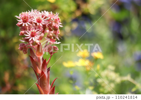 センペルビウムの花 センペルビウムの花 110241814