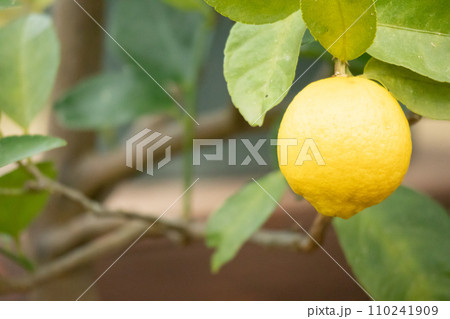 熟したライム 110241909