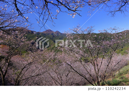 群馬県藤岡市三波川 冬桜と紅葉の名所桜山公園の高台からの冬桜の景色 群馬県藤岡市三波川 冬桜と紅葉の名所桜山公園の高台からの冬桜の景色 110242234