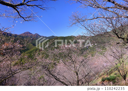 群馬県藤岡市三波川　冬桜と紅葉の名所桜山公園の高台からの冬桜の景色 110242235
