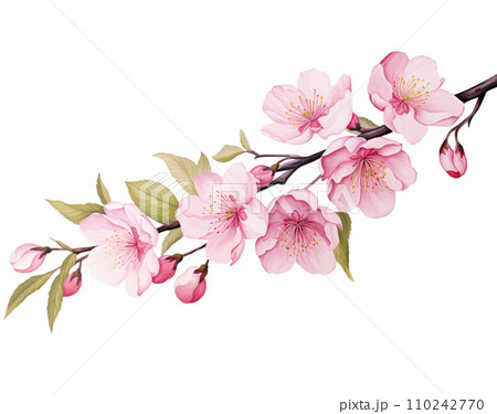 桜 ソメイヨシノ 桜 ソメイヨシノ 110242770