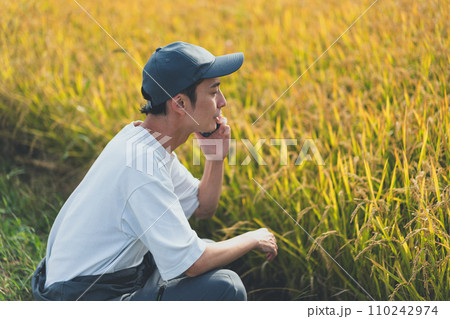 rice farming rice farming 110242974