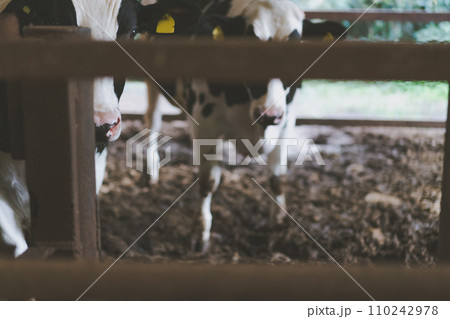 ranch ranch 110242978