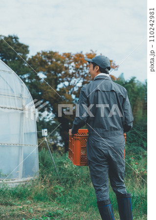 vegetable field vegetable field 110242981