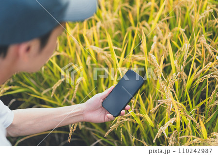 rice farming 110242987