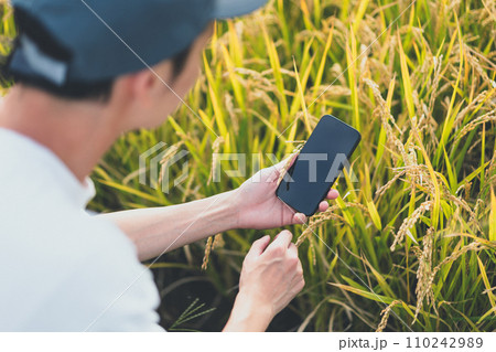 rice farming 110242989