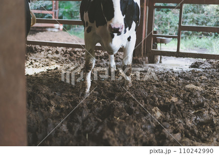 ranch 110242990