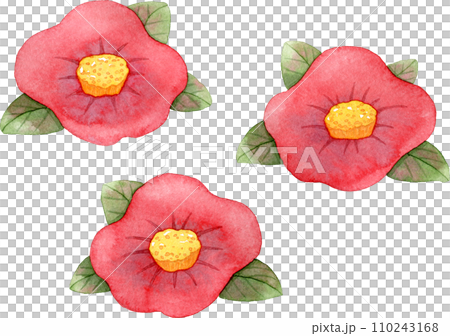 Watercolor illustration of red camellia flower 110243168
