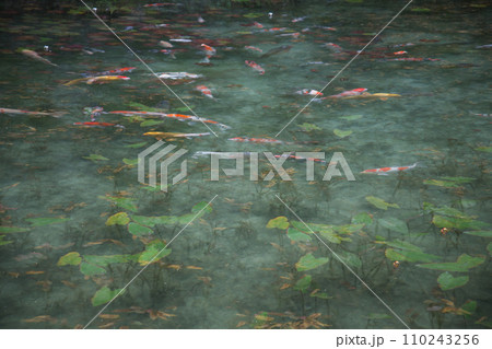 モネの池 110243256