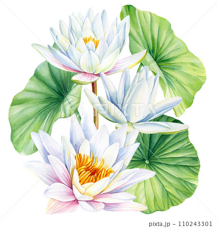 White lotus flower and green leaves. Watercolor texture. Oriental Chinese and Japanese style, botanical flora 110243301