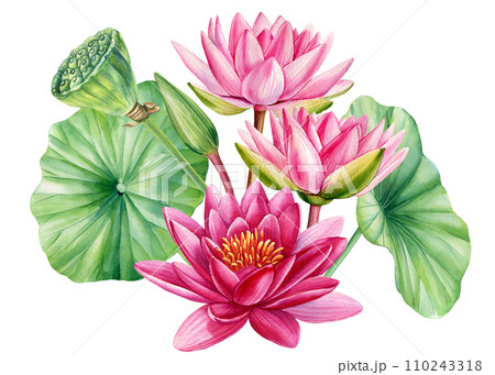Lotus flowers, bud, seed and leaves. Watercolor texture. Oriental Chinese and Japanese style. Realistic pink flora 110243318