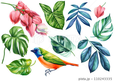 Tropical bird, colorful Leaves and flowers set elements on isolated white background, watercolor hand drawn painting Tropical bird, colorful Leaves and flowers set elements on isolated white background, watercolor hand drawn painting 110243335