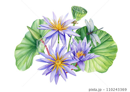 Lotus flower, bud, seed, leaves and dragonfly. Watercolor botanical painting. Tropical violet flora design 110243369