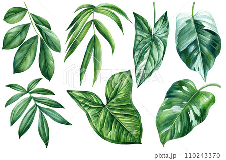 Collection of exotic tropical leaves isolated on white background. Watercolor botanical illustration. Jungle Green leaf 110243370