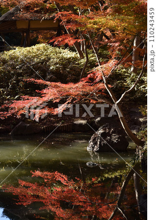 水面に映った紅葉 縦位置 水面に映った紅葉 縦位置 110243459