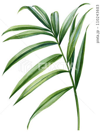 Tropical watercolor palm leaf. Green plants isolated on white background. Watercolor flora illustration 110243683