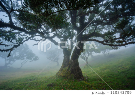 Fanal forest , old mystical tree in Madeira island, Unesco 110243709