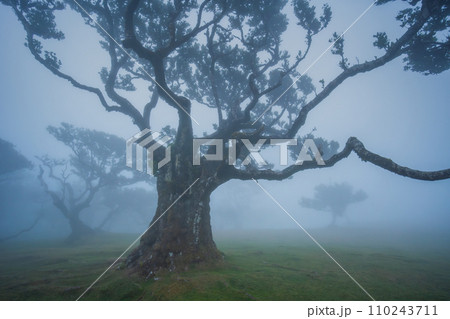 Fanal forest , old mystical tree in Madeira island, Unesco 110243711