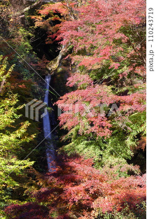 埼玉県秩父郡皆野町上日野沢　日野沢三滝のひとつで日光の華厳の滝から名前をとった秩父華厳の滝と紅葉 110243719