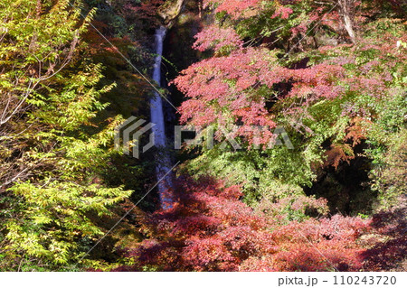 埼玉県秩父郡皆野町上日野沢　日野沢三滝のひとつで日光の華厳の滝から名前をとった秩父華厳の滝と紅葉 110243720