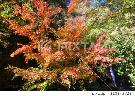 埼玉県秩父郡皆野町上日野沢　日野沢三滝のひとつで日光の華厳の滝から名前をとった秩父華厳の滝と紅葉 110243722