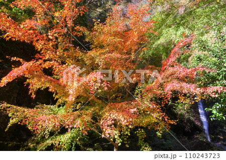 埼玉県秩父郡皆野町上日野沢　日野沢三滝のひとつで日光の華厳の滝から名前をとった秩父華厳の滝と紅葉 110243723