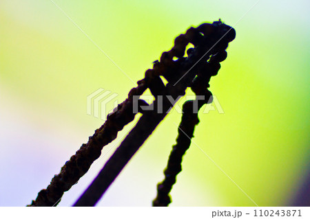 Resilient Burnt Matchsticks Against Gradient Backdrop Resilient Burnt Matchsticks Against Gradient Backdrop 110243871