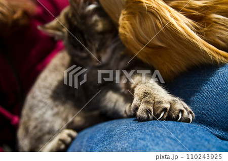 Intimate Moment of Tranquility with Sleeping Grey Tabby Cat on Denim 110243925