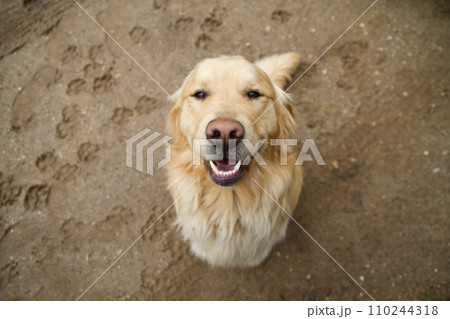 Overhead View of Smiling Golden Retriever with Paw Prints in Sandy Background Overhead View of Smiling Golden Retriever with Paw Prints in Sandy Background 110244318