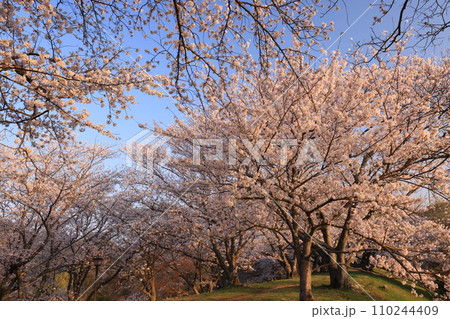 さくら9517 さくら9517 110244409