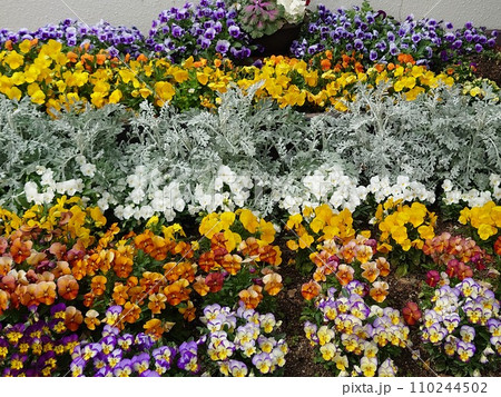 カラフルなパンジーの花壇 カラフルなパンジーの花壇 110244502