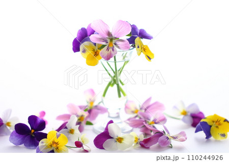 美しいパンジーの花 110244926
