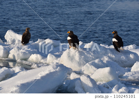 オオワシ、羅臼の流氷、知床半島、北海道 オオワシ、羅臼の流氷、知床半島、北海道 110245101