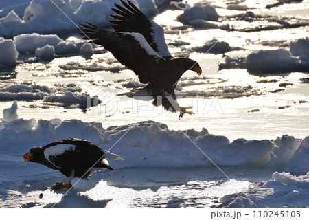 オオワシ、羅臼の流氷、知床半島、北海道 110245103