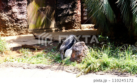 アリクイ アリクイ 110245172