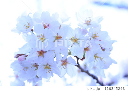 さくら9261 110245248