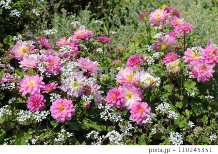 公園の庭の植物たち 110245351