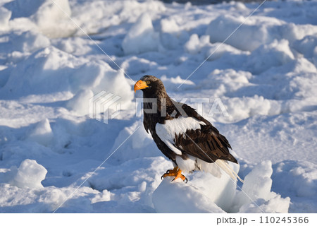 オオワシ、羅臼の流氷、知床半島、北海道 オオワシ、羅臼の流氷、知床半島、北海道 110245366