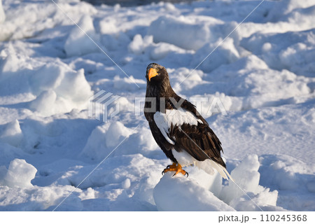 オオワシ、羅臼の流氷、知床半島、北海道 オオワシ、羅臼の流氷、知床半島、北海道 110245368