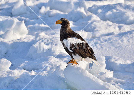 オオワシ、羅臼の流氷、知床半島、北海道 オオワシ、羅臼の流氷、知床半島、北海道 110245369