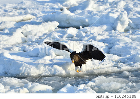 オオワシ、羅臼の流氷、知床半島、北海道 110245389