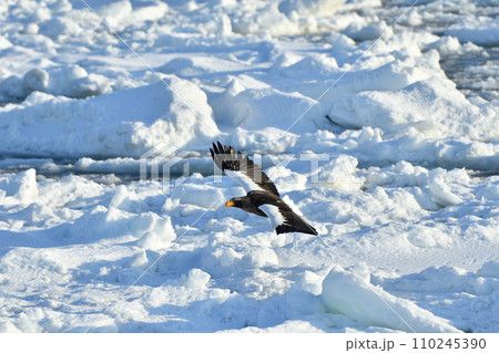 オオワシ、羅臼の流氷、知床半島、北海道 110245390