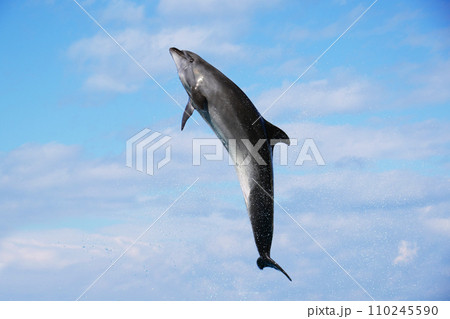 美ら海水族館のイルカ 110245590