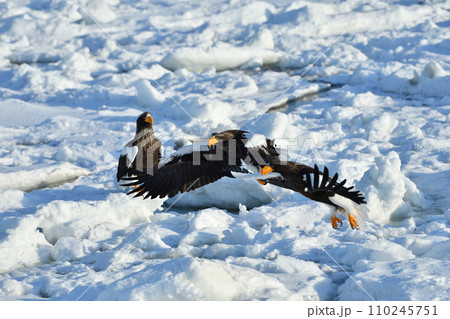 オオワシ、羅臼の流氷、知床半島、北海道 110245751