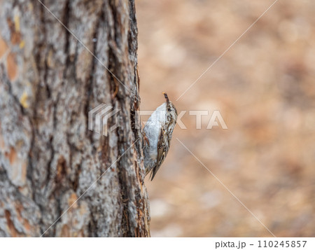 Little bird Eurasian treecreeper crawling on a tree. Nature background. Bird 110245857
