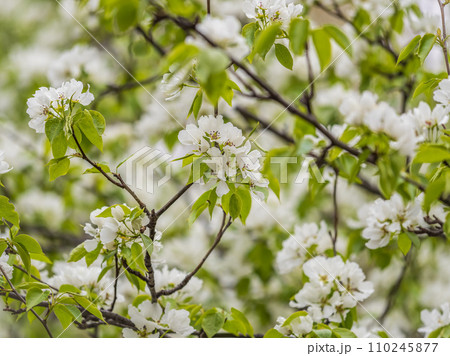 White blossoming apple trees. White apple tree flowers 110245877