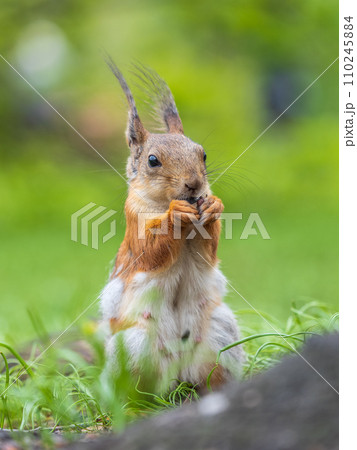 Squirrel eats a nut while sitting in green grass. Eurasian red squirrel, Sciurus vulgaris Squirrel eats a nut while sitting in green grass. Eurasian red squirrel, Sciurus vulgaris 110245884